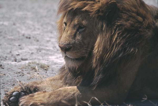 male lion