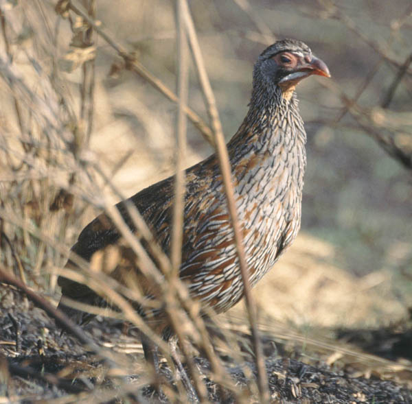 Grey-breasted Spurfowl