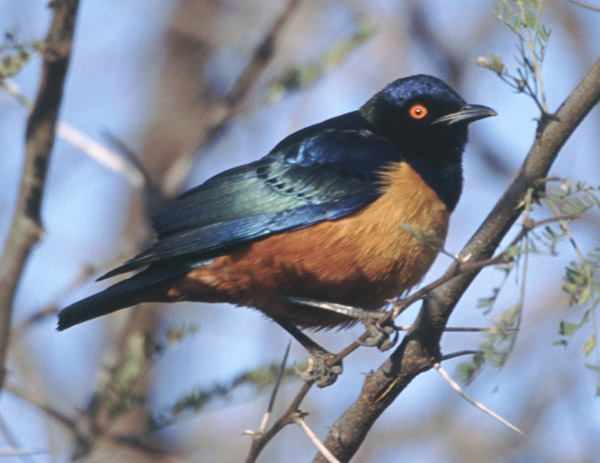 Hildebrandt's Starling