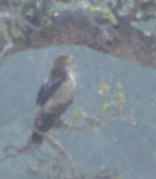 African Hawk-Eagle?