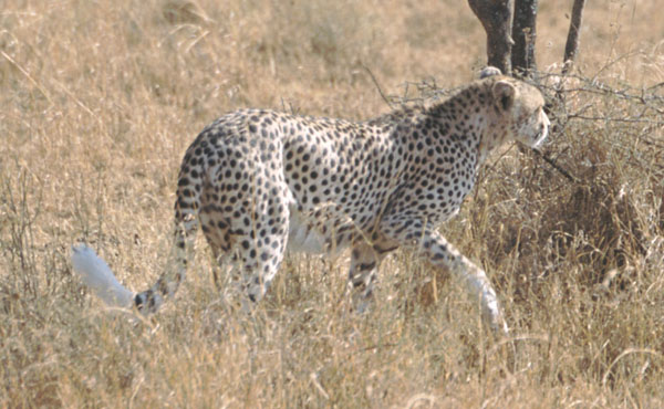 cheetah