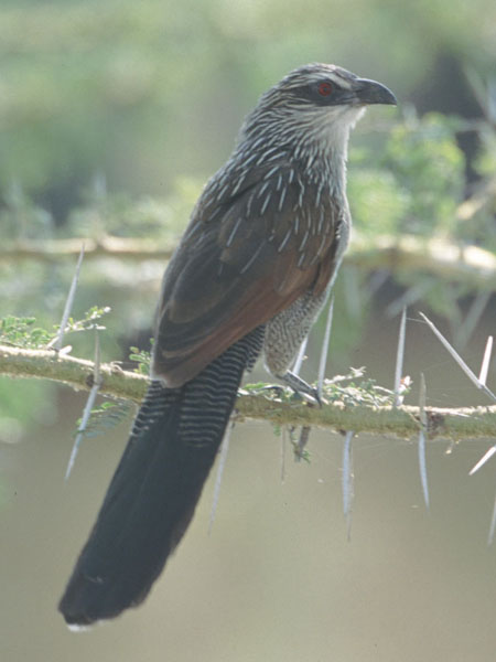 white-browed coucal