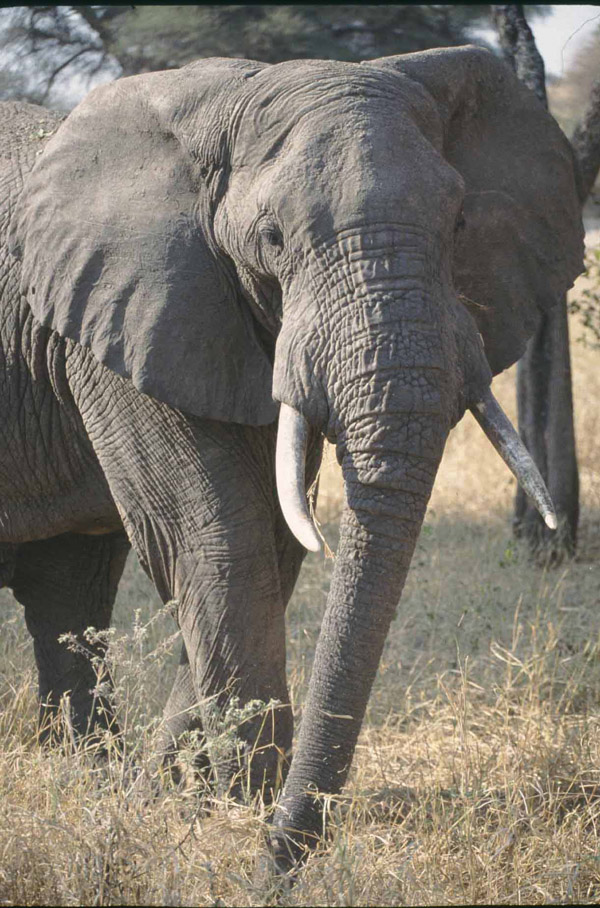 elephant