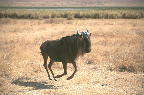 wildebeest
