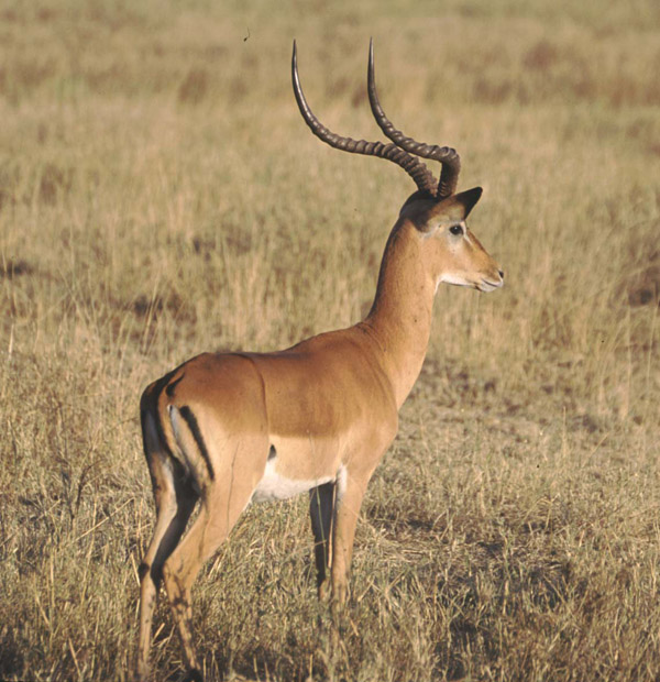 Impala buck
