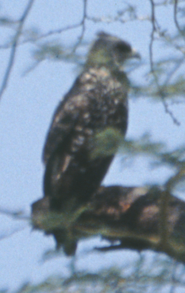 Ayre's Hawk-Eagle??
