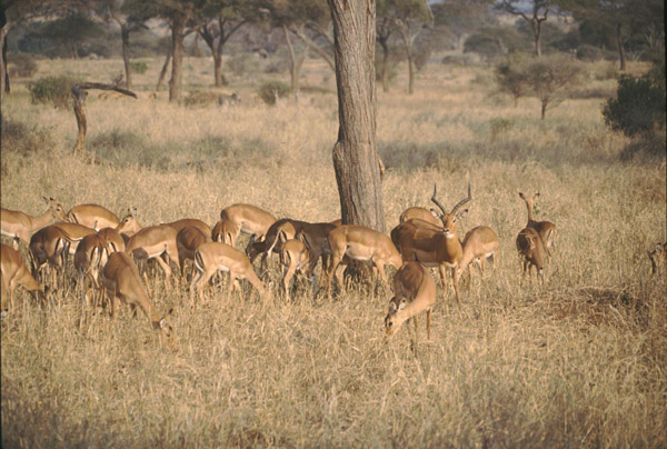 Impala herd