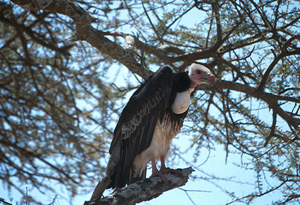 white-headed vulture
