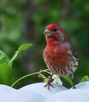 House Finch